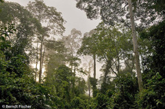 Danum Valley  - Zum Vergroessern klicken!